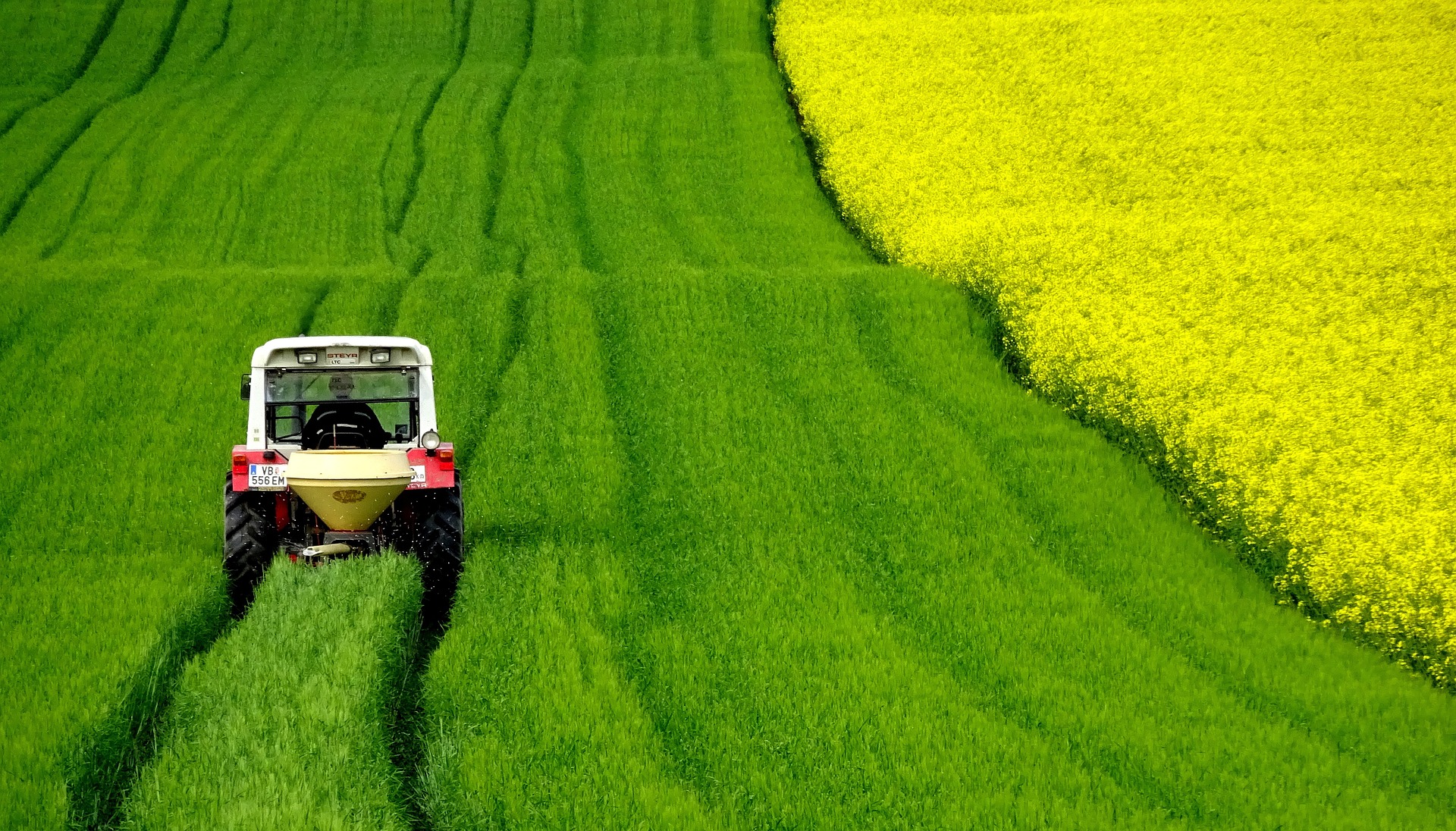 rapeseed